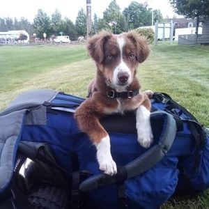 Meet your Posher, Chase